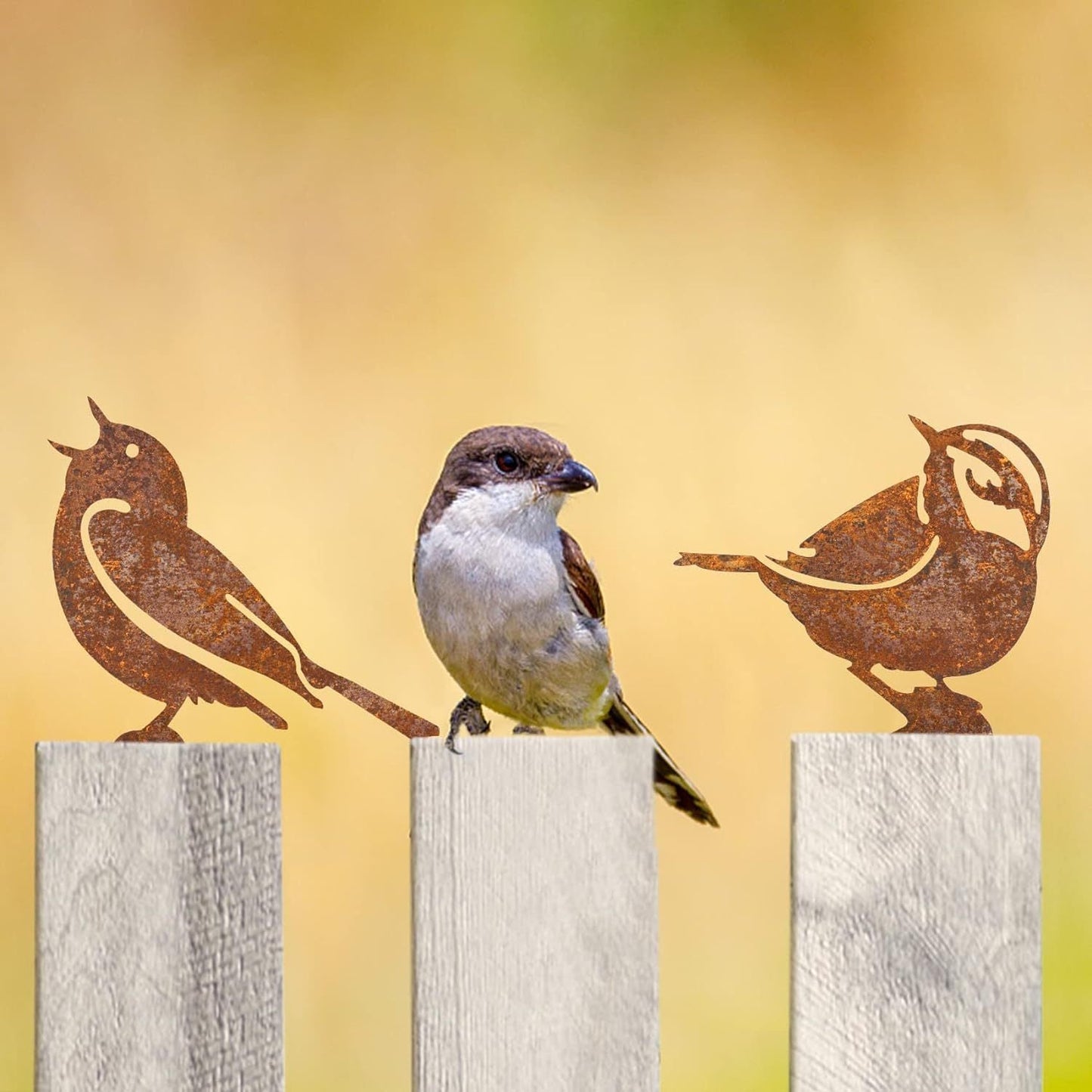 Tuin Vogels Set - SteelBird - Corten Metaal - Lente Decoratie