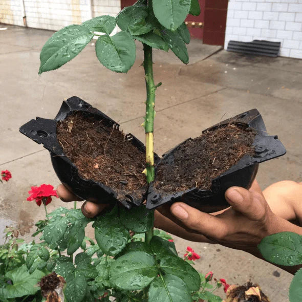 Wortelgroei Box - PlantEase - Cloning Kit - Herbruikbaar Plastic