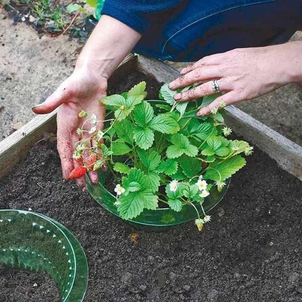 Tuinringen - EcoGuard - Ongedierte Bescherming - Slakken Barrière