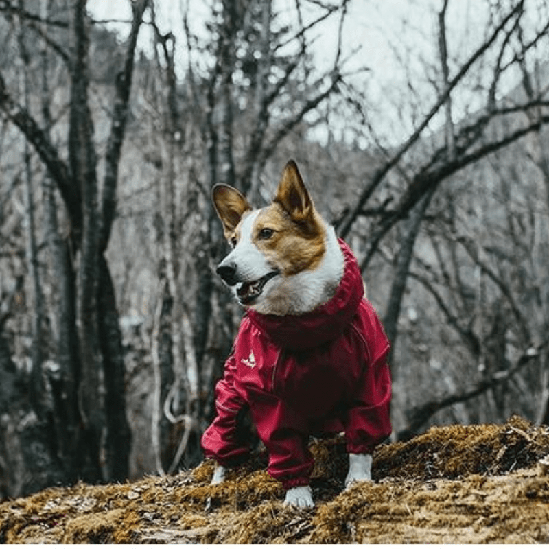 Hondenjas - AdventurePaws - Waterdichte Bescherming - Verstelbare Pasvorm