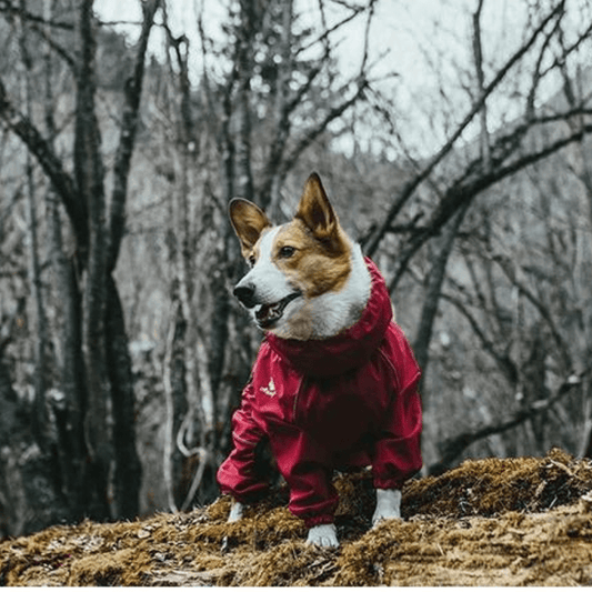 Hondenjas - AdventurePaws - Waterdichte Bescherming - Verstelbare Pasvorm